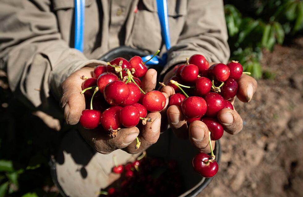 La cosecha de cerezas de Argentina comenzó en Río Negro con buenas expectativas
