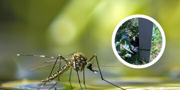 Dengue: Pueblo General Belgrano implementó un novedoso monitoreo del mosquito transmisor