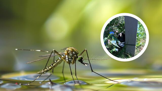 Dengue: Pueblo General Belgrano implementó un novedoso monitoreo del mosquito transmisor