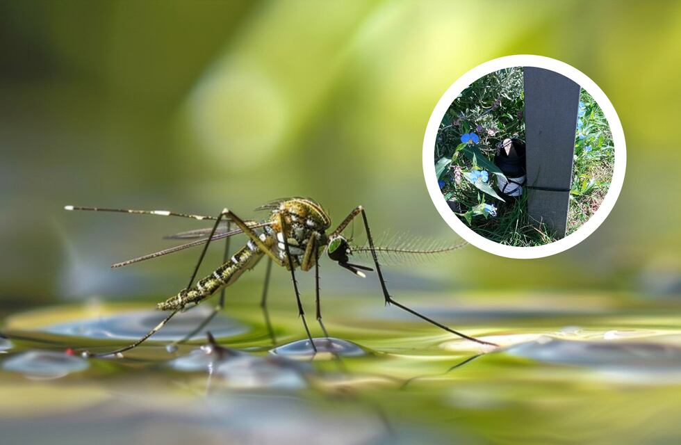 Dengue: Pueblo General Belgrano implementó un novedoso monitoreo del mosquito transmisor