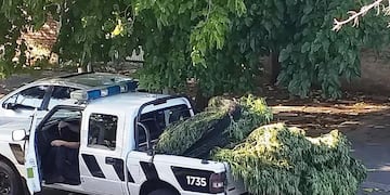 Algunas de las inmensas plantas de marihuana secuestradas en San Rafael y Malargüe.
