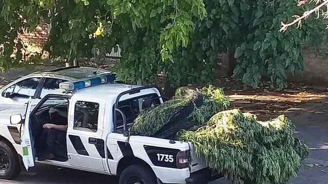 Algunas de las inmensas plantas de marihuana secuestradas en San Rafael y Malargüe.