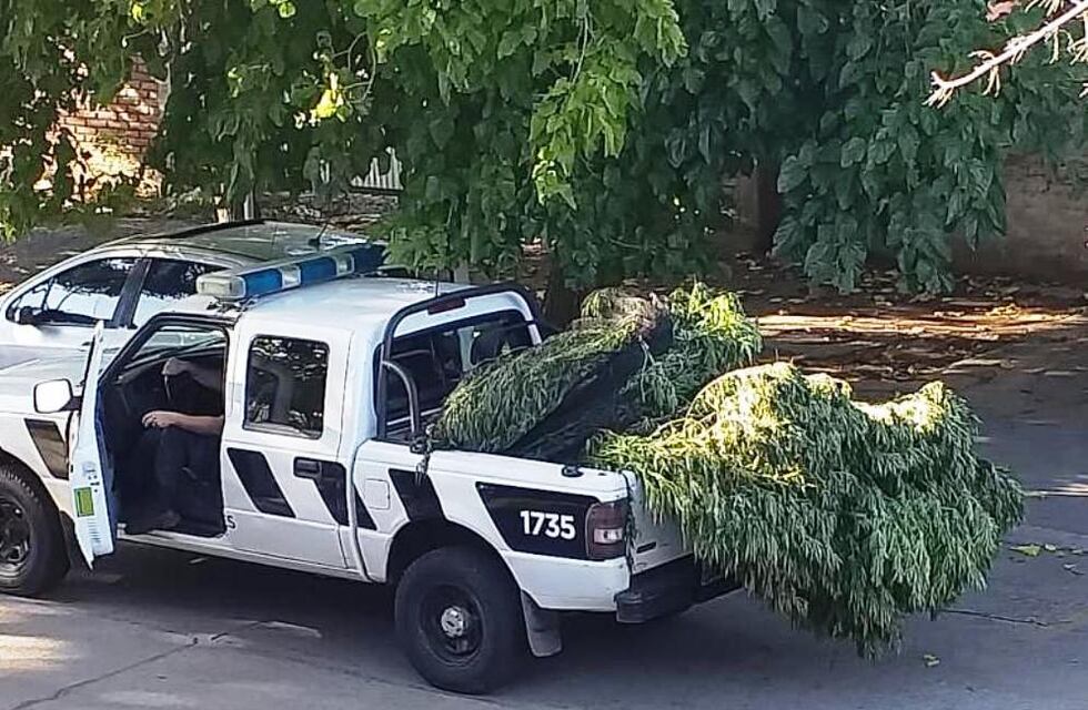 La Policía incautó 90 kilos en plantas de marihuana y detuvo a tres personas