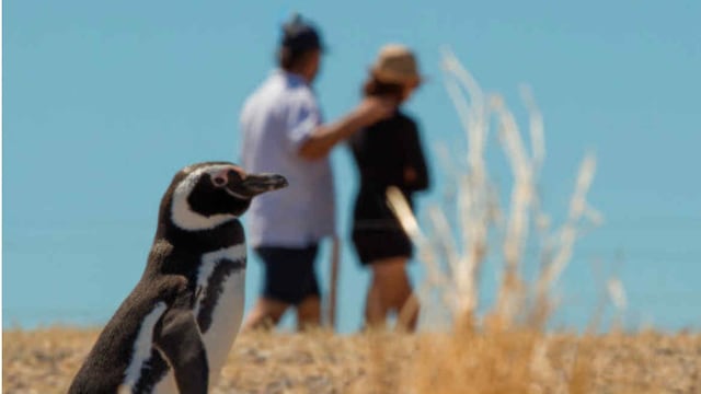 En Playa Unión aparecieron pingüinos sin vida. Imagen Ilustrativa. (Entretur)