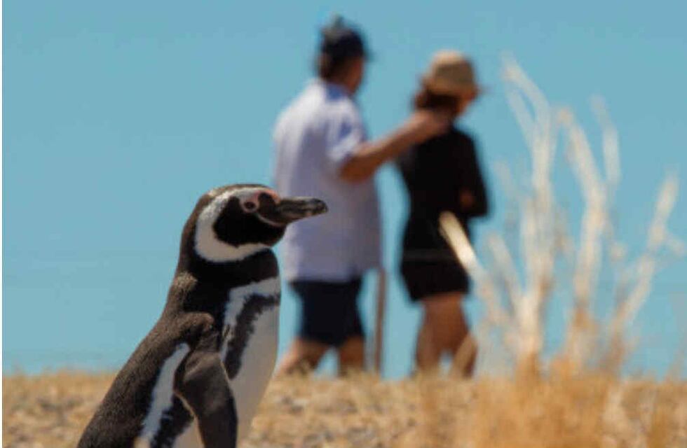 Playa Unión: aparecieron diez pingüinos sin vida en la orilla