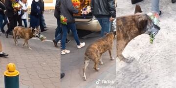 Hasta el final: grabaron a un perrito acompañando la marcha fúnebre de su dueño con un ramo en el hocico.
