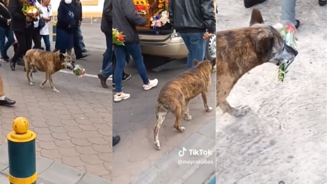 Hasta el final: grabaron a un perrito acompañando la marcha fúnebre de su dueño con un ramo en el hocico.