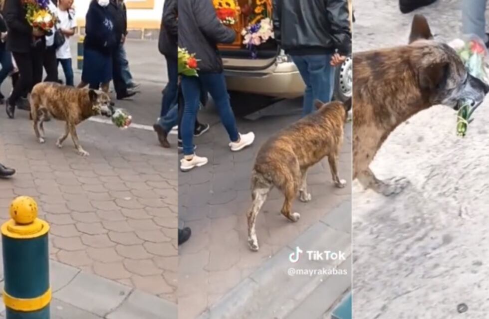 Grabaron a un perrito acompañando la marcha fúnebre de su dueño e hizo llorar a todo TikTok