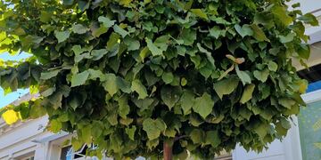 El Instituto para el Desarrollo Sustentable de Rafaela