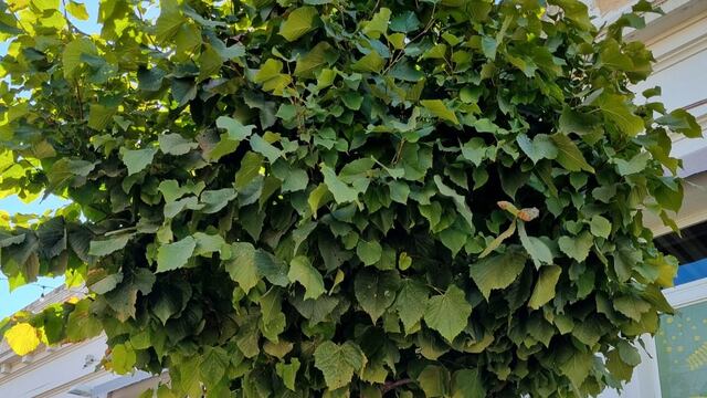 El Instituto para el Desarrollo Sustentable de Rafaela