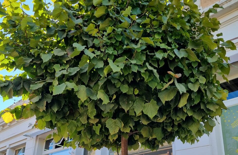 El Instituto para el Desarrollo Sustentable de Rafaela cumple sus primeros 8 años