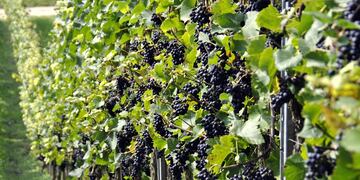 Colón presentó el Programa Vitícola en la capital provincial