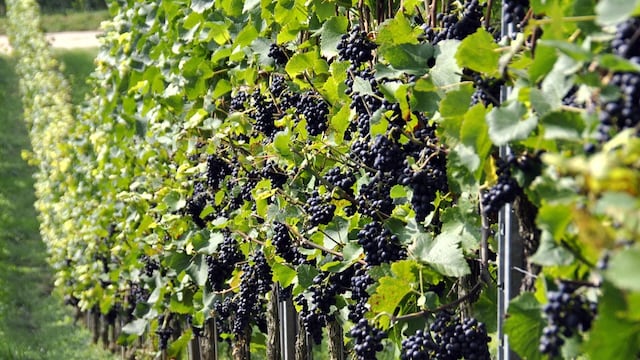 Colón presentó el Programa Vitícola en la capital provincial