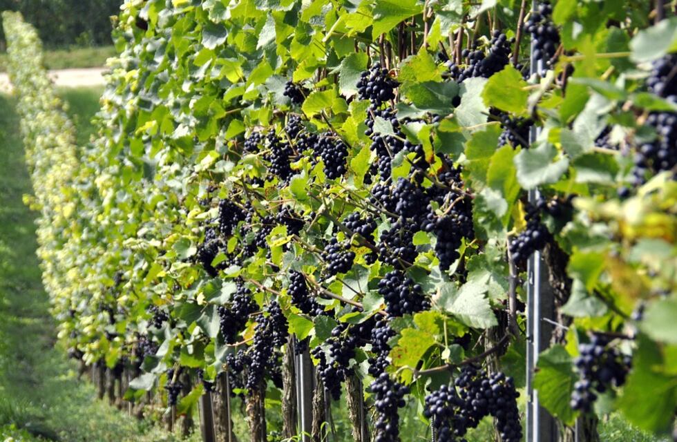 La ciudad de Colón presentó el Programa Vitícola en la capital provincial