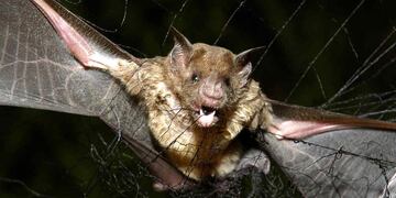 Tres Arroyos, detectan murciélago con rabia y vacunarán a las mascotas puerta a puerta