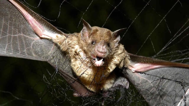 Tres Arroyos, detectan murciélago con rabia y se vacunará a mascotas puerta a puerta