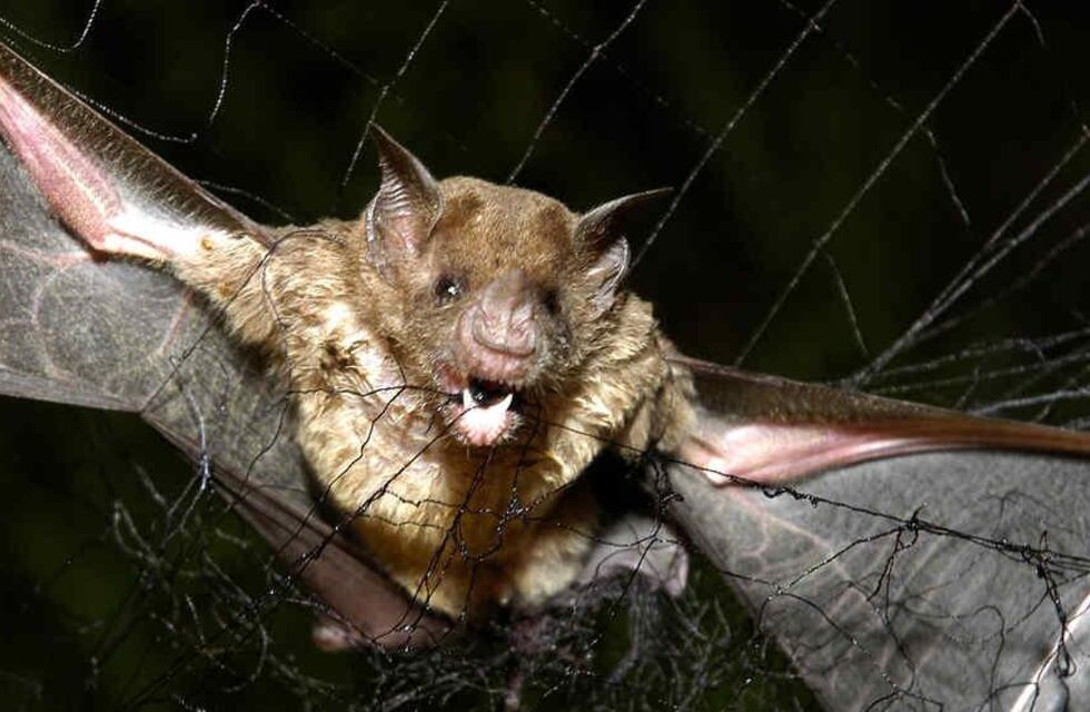 Tres Arroyos, detectan murciélago con rabia y se vacunará a mascotas puerta a puerta