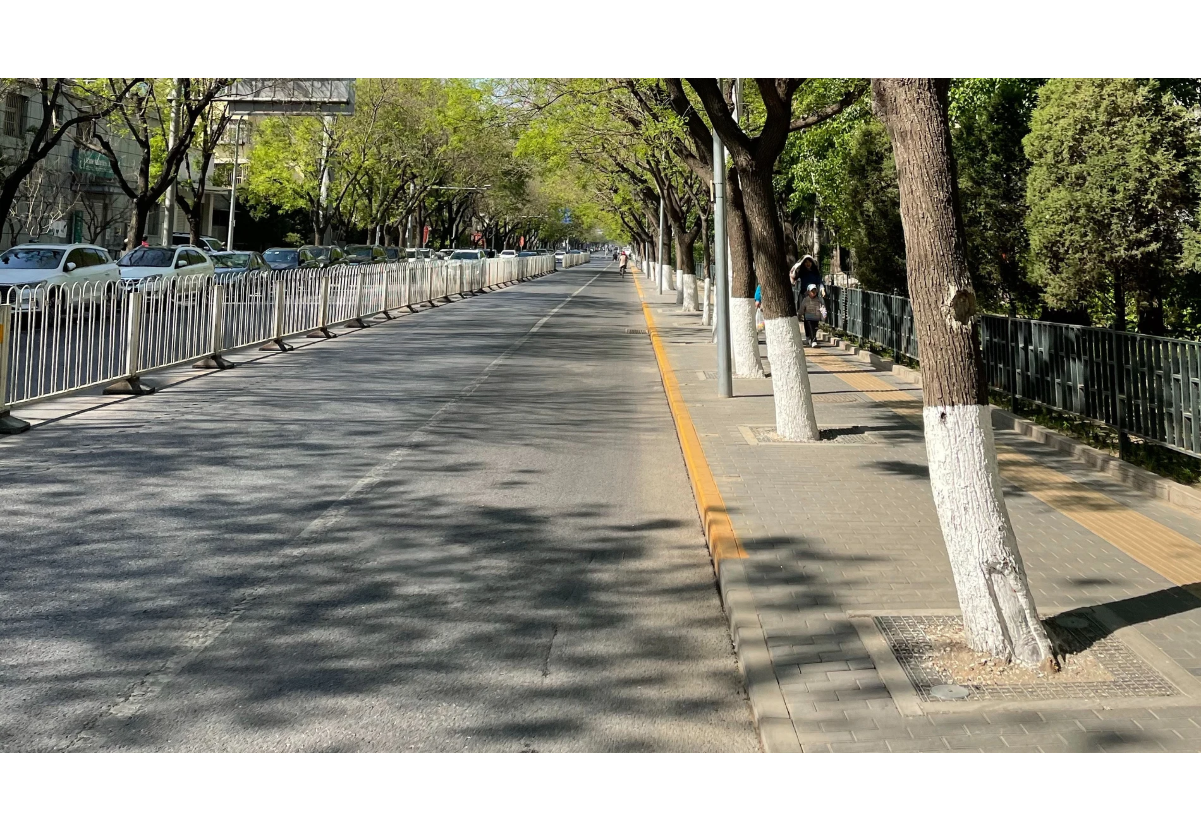 En parques, calles o avenidas, se ven los troncos pintados de blanco.