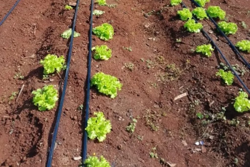 Declaran de Interés Provincial al Programa Huertas Escolares de Eldorado.