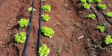 Declaran de Interés Provincial al Programa Huertas Escolares de Eldorado.