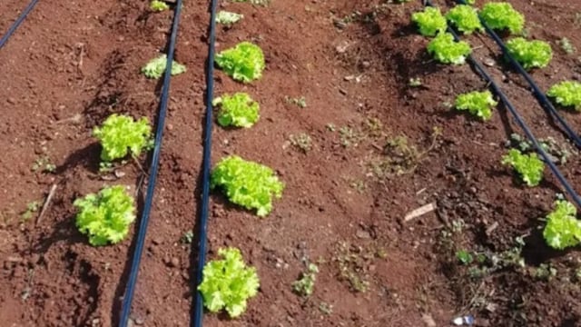 Declaran de Interés Provincial al Programa Huertas Escolares de Eldorado.