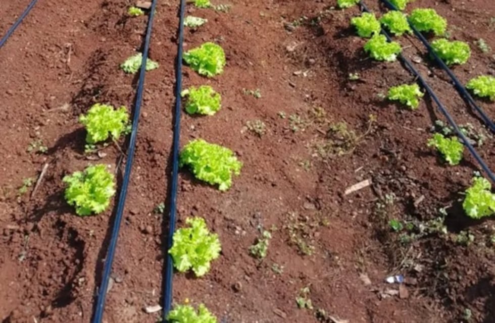 Declaran de Interés Provincial al Programa Huertas Escolares de Eldorado