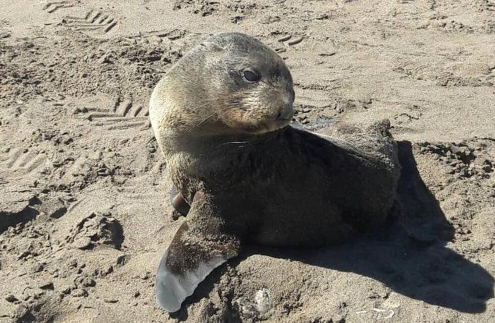 No será un carpincho pero… Un lobo marino salió del mar y paseó por la costanera de Santa Clara