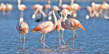 FLAMENCOS. Los flamencos son el ícono del Mar de Ansenuza. Es hábitat de tres de las seis especies. (Gentileza municipalidad de Miramar)
