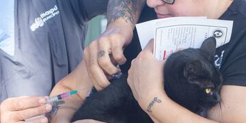 Operativo gratuito de vacunación para mascotas en Maipú.
