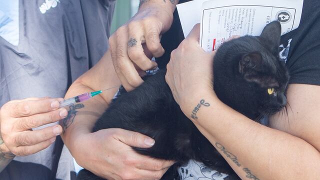 Operativo gratuito de vacunación para mascotas en Maipú.
