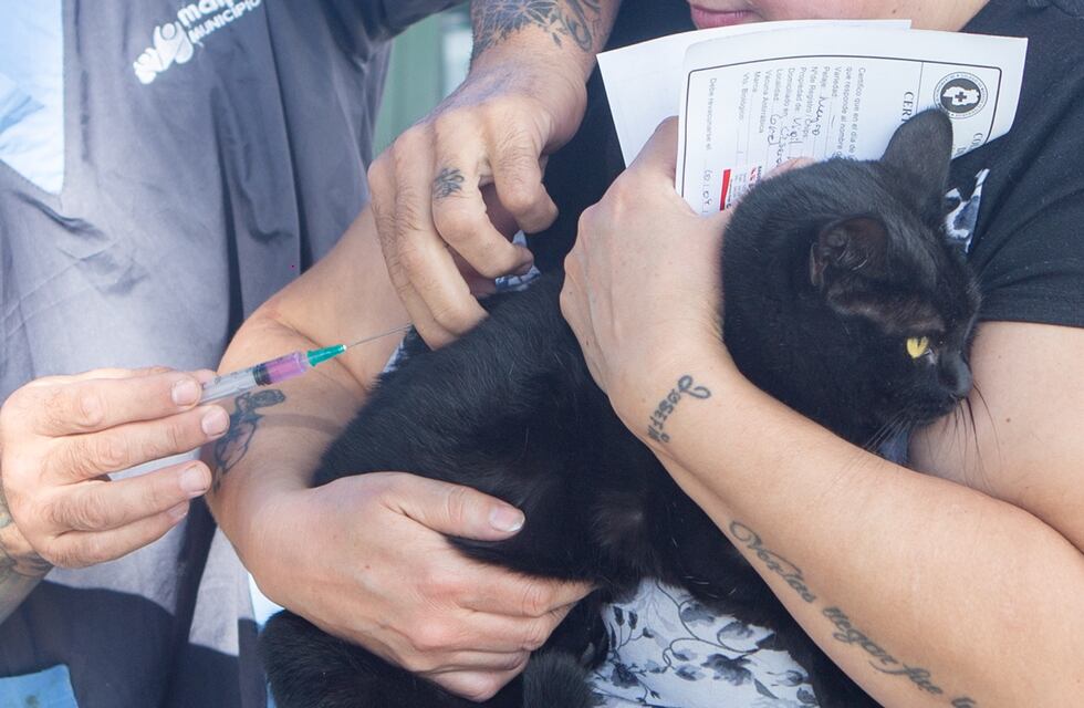 Maipú: operativo gratuito de vacunación antirrábica, desparasitación y colocación de pipetas para mascotas