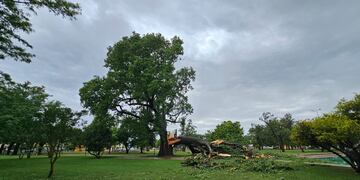 Caída de la mitad del palo borracho centenario que adorna la plaza central de Humberto Primo.