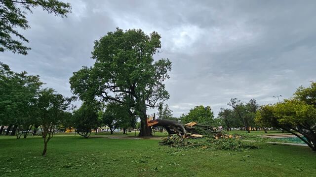 Caída de la mitad del palo borracho centenario que adorna la plaza central de Humberto Primo.