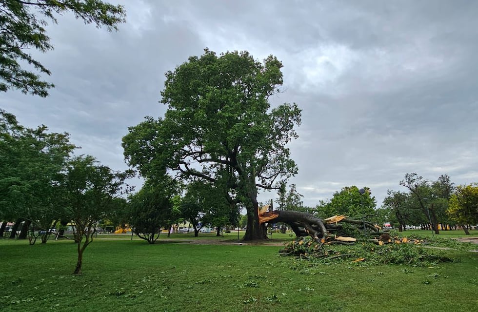 Temporal en la región: cayó un árbol histórico en Humberto Primo