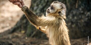 Proyecto Carayá, La Cumbre.