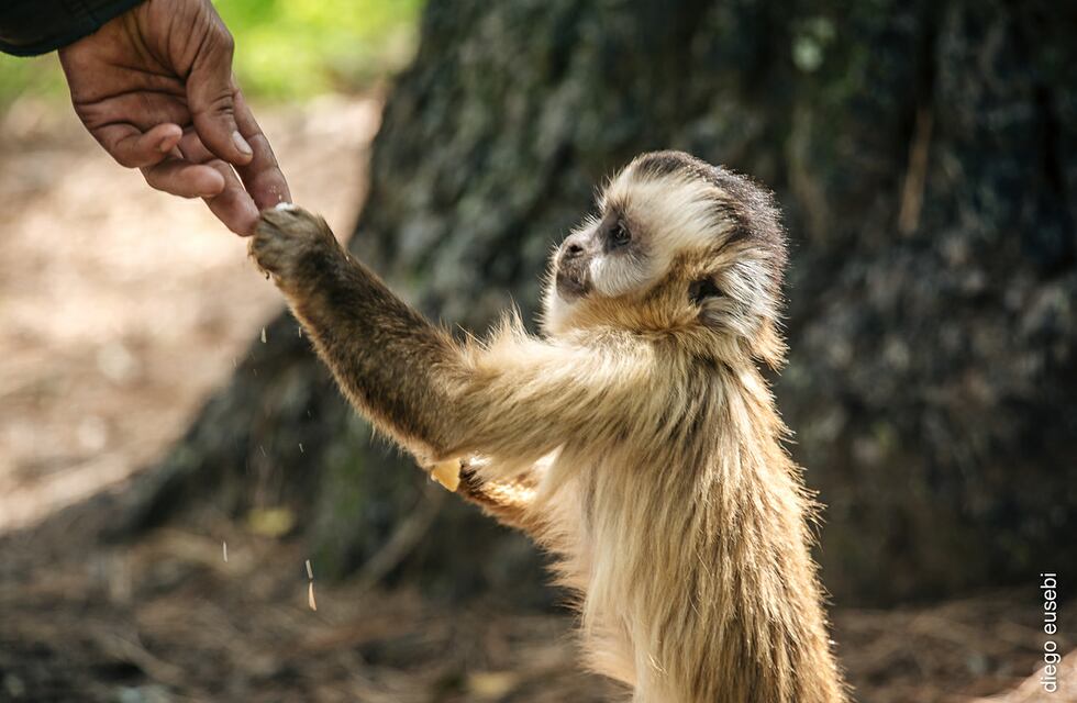 Acontecimiento único en el país: nacieron mellizos en la Reserva de Monos Carayá