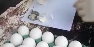 Marihuana oculta en cáscaras de huevos.