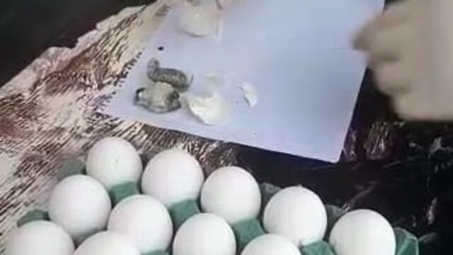 Marihuana oculta en cáscaras de huevos.