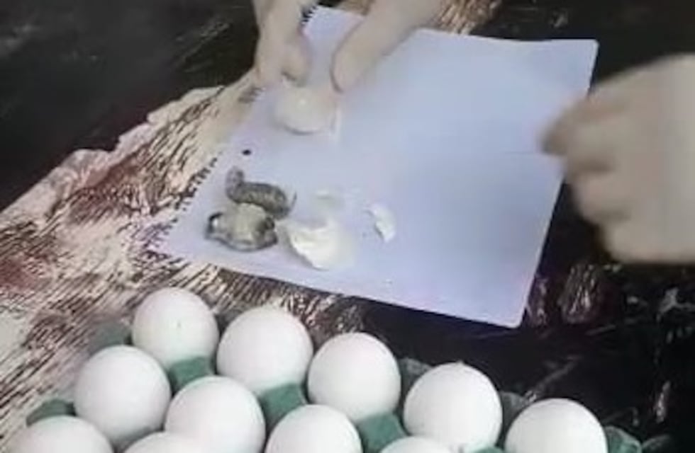 Intentaron ingresar droga escondida dentro de un maple de huevos para un interno de la Unidad Penal II