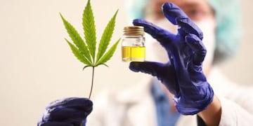 El Senado mendocino se apresta a tratar el proyecto de ley para reglamentar el uso del cannabis medicinal.