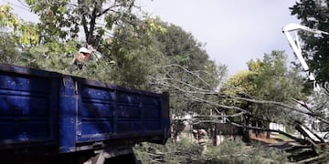 El temporal también dejó árboles y ramas caídas en distintos barrios de la ciudad.