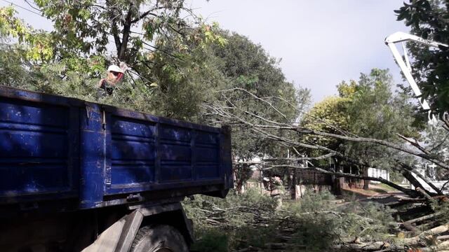 El temporal también dejó árboles y ramas caídas en distintos barrios de la ciudad.