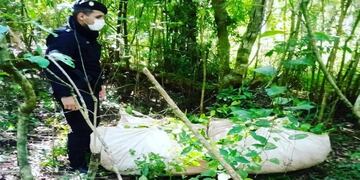 San Ignacio: secuestran raídos de yerba mate.