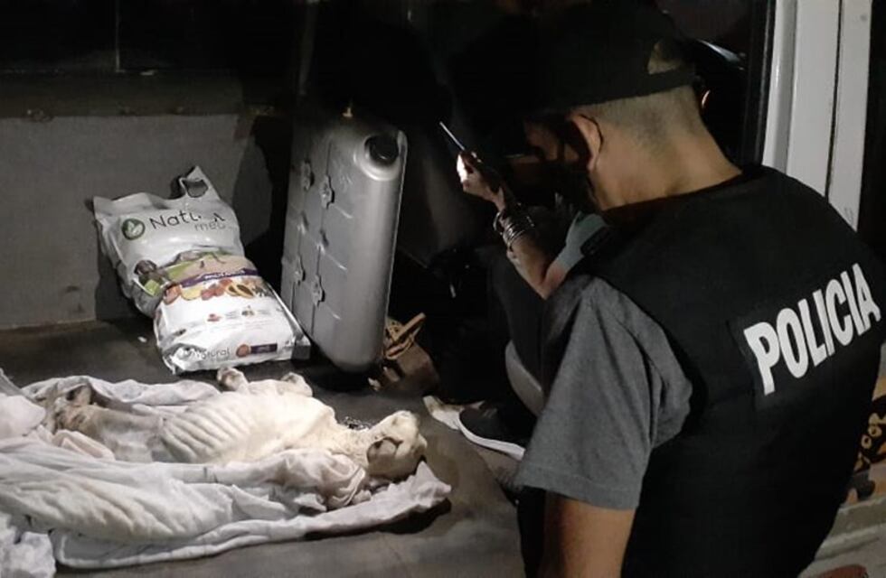 Encuentran a un perro desnutrido tras un allanamiento en Bahía