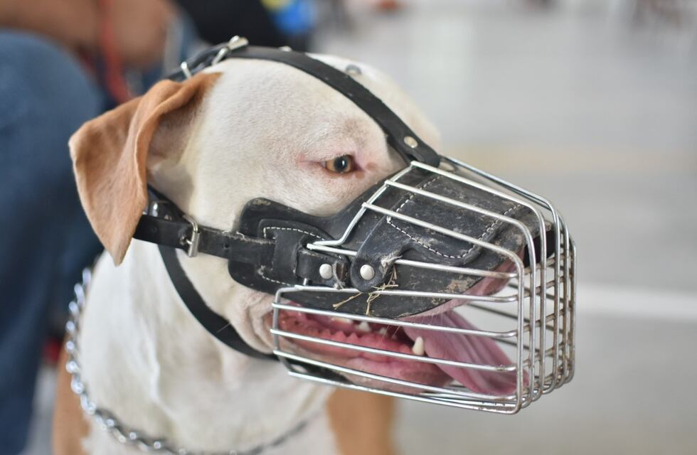 Castraron 78 animales en el DIAT