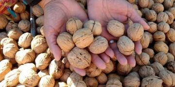 Robaron 10 bolsas de nueces y hay 8 detenidos en Tupungato.
