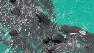 En esta fotografía proporcionada por el Departamento de Biodiversidad, Conservación y Atracciones de Australia, una manada de ballenas piloto se agrupa en la playa de Cheynes, Australia, el martes 25 de julio de 2023. (DBCA vía AP)