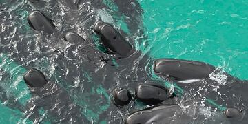 En esta fotografía proporcionada por el Departamento de Biodiversidad, Conservación y Atracciones de Australia, una manada de ballenas piloto se agrupa en la playa de Cheynes, Australia, el martes 25 de julio de 2023. (DBCA vía AP)