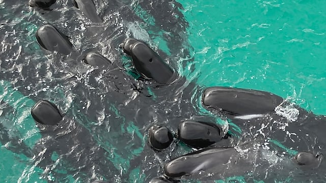 En esta fotografía proporcionada por el Departamento de Biodiversidad, Conservación y Atracciones de Australia, una manada de ballenas piloto se agrupa en la playa de Cheynes, Australia, el martes 25 de julio de 2023. (DBCA vía AP)