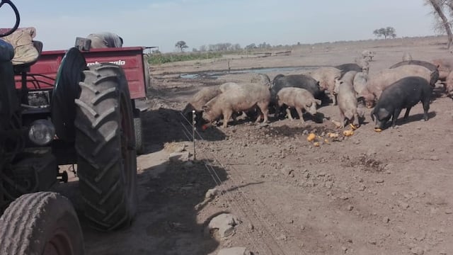 46 nuevos casos de triquinosis. (Gentileza Ministerio de Agricultura y Ganadería)